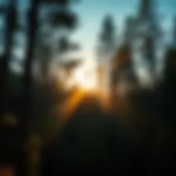 A serene forest landscape showcasing towering pine trees