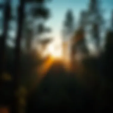 A serene forest landscape showcasing towering pine trees