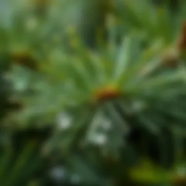 Close-up of fresh pine needles glistening with morning dew