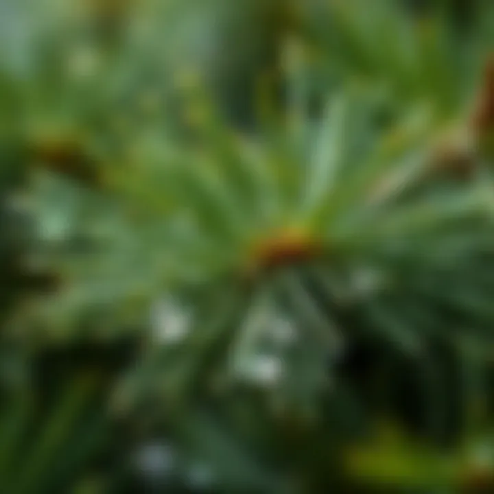 Close-up of fresh pine needles glistening with morning dew