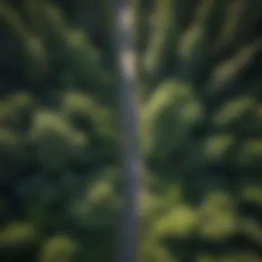 An aerial view of a lush redwood canopy with bike paths weaving through