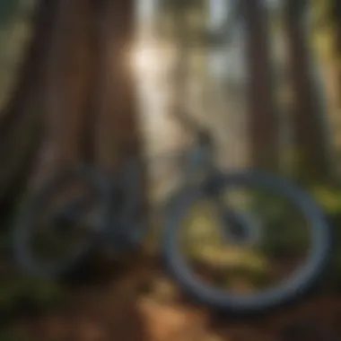 Close-up of a bike resting against the trunk of a towering redwood tree