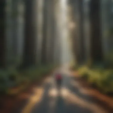 A cyclist navigating through a picturesque redwood forest trail