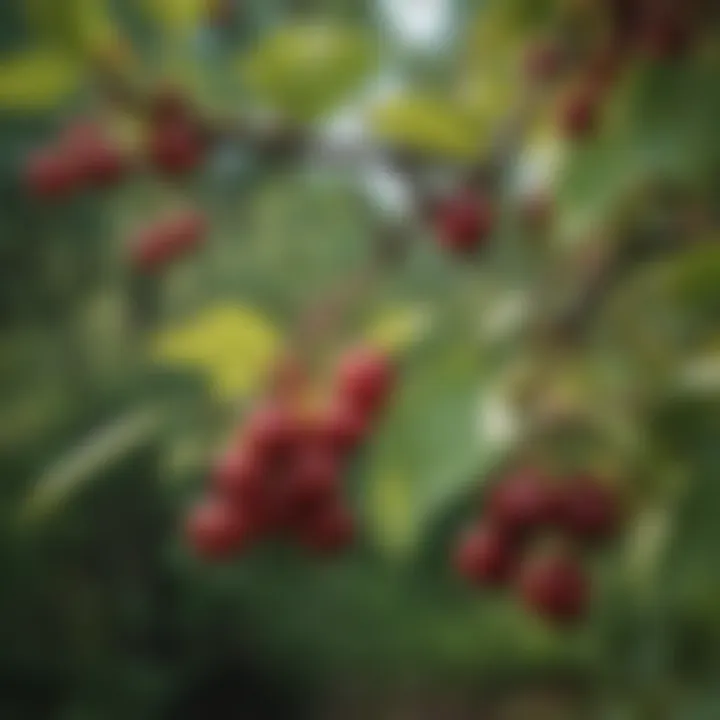 Close-up of ripe serviceberries hanging from branches, ready for harvest, highlighting their rich color and texture