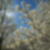 A vibrant serviceberry tree in full bloom showcasing its delicate white flowers against a clear blue sky