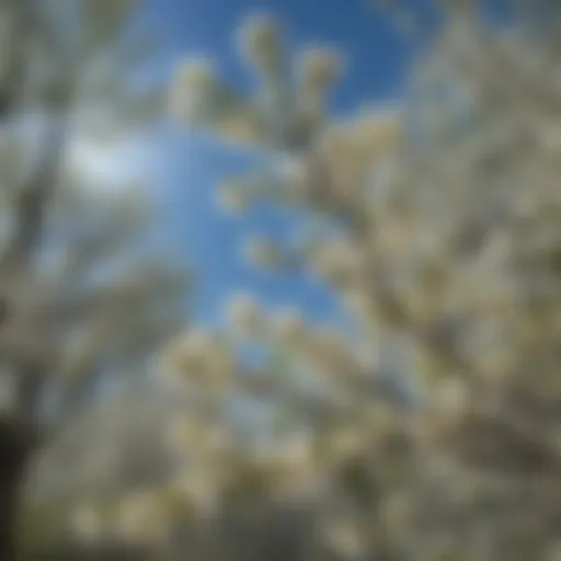 A vibrant serviceberry tree in full bloom showcasing its delicate white flowers against a clear blue sky