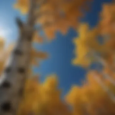 A birch tree in autumn, highlighting its vibrant foliage against a blue sky.