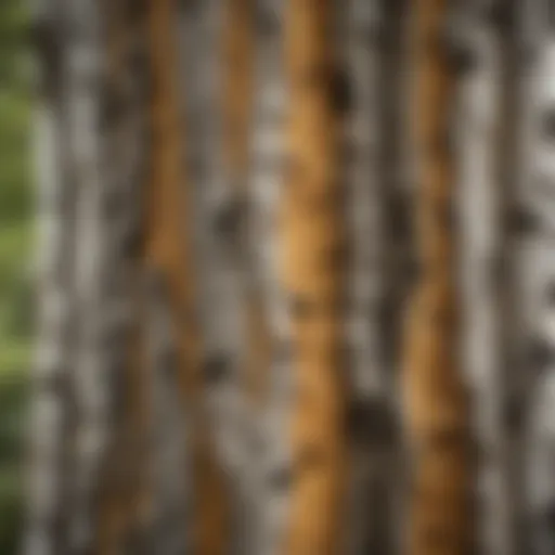 A close-up view of birch tree bark showcasing its unique texture and color variations.