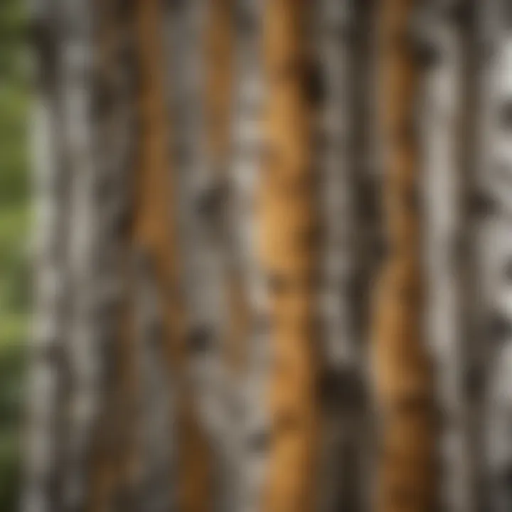 A close-up view of birch tree bark showcasing its unique texture and color variations.