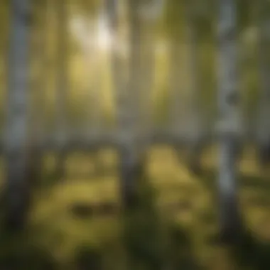 Ecological Interactions of Birch Trees An illustration of the ecological interactions involving birch trees and surrounding wildlife.