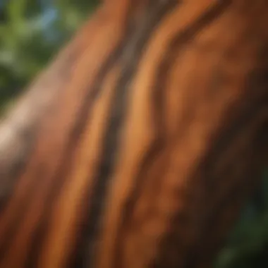 The Natural Patterns of Hawaiian Koa Wood Intricate patterns of Hawaiian Koa wood showcasing its natural beauty