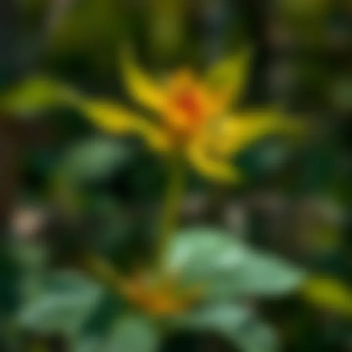 Flora and fauna unique to the region of Southwest Arkansas