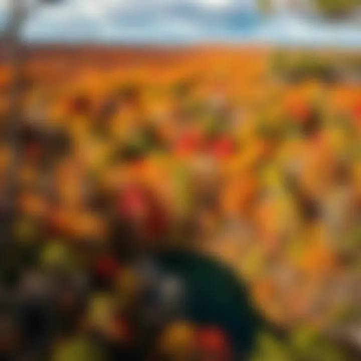 Vibrant landscape of Southwest Arkansas showcasing diverse ecosystems