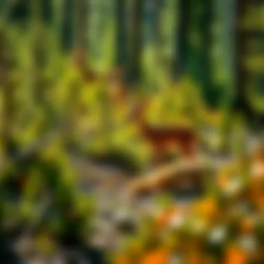 Local Wildlife in Spruce Saddle A vibrant display of local wildlife amid thriving vegetation in Spruce Saddle.