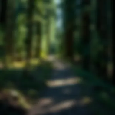 Inviting Trail Through the Woods A trail winding through dense woods, inviting outdoor enthusiasts to explore.