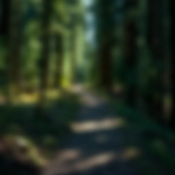 Inviting Trail Through the Woods A trail winding through dense woods, inviting outdoor enthusiasts to explore.