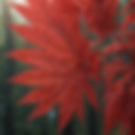 A stunning close-up of a vibrant red leaf showcasing intricate patterns.