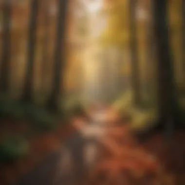 A serene woodland scene highlighting trees with strikingly colorful autumn leaves.