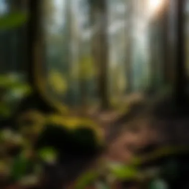 Wilderness Cleanliness A serene forest setting highlighting the importance of maintaining nature's cleanliness