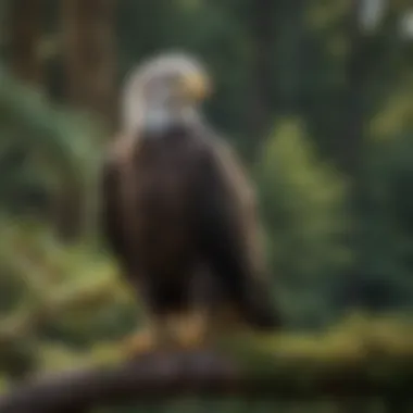 Close-up of a bald eagle perched on a branch