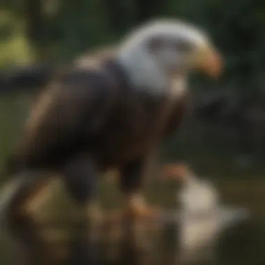 Bald Eagle Feeding by the Water Bald eagle feeding on a fish near the water