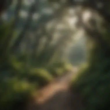 Beautiful trails winding through lush vegetation of the Gulf Coast