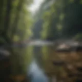 Scenic view of the Chattooga River with lush surroundings