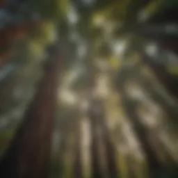 Lush redwood forest canopy