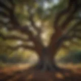 A majestic California Oak tree showcasing its sprawling branches