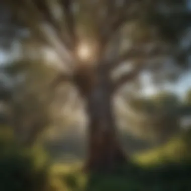 An impressive Eucalyptus tree standing tall in a coastal setting