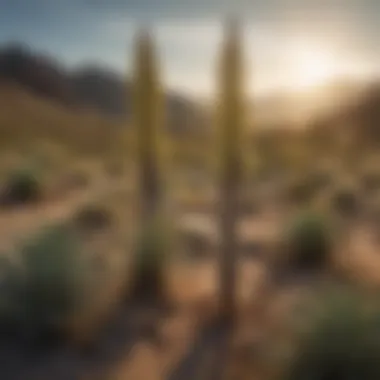 A scenic desert landscape featuring various yucca species in their natural habitat