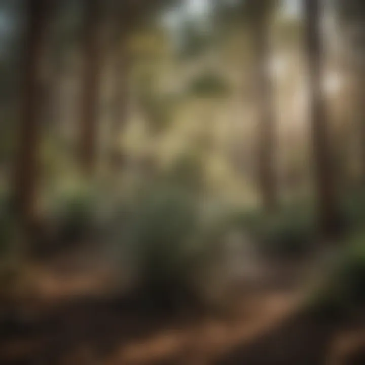 A diverse woodland ecosystem with yucca plants contributing to biodiversity