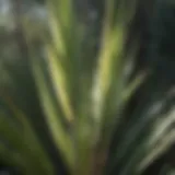 A close-up of a yucca plant showcasing its sharp, sword-like leaves