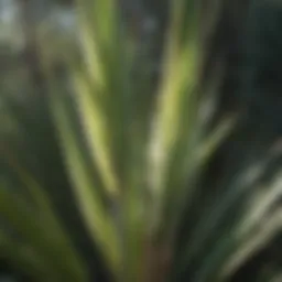 A close-up of a yucca plant showcasing its sharp, sword-like leaves