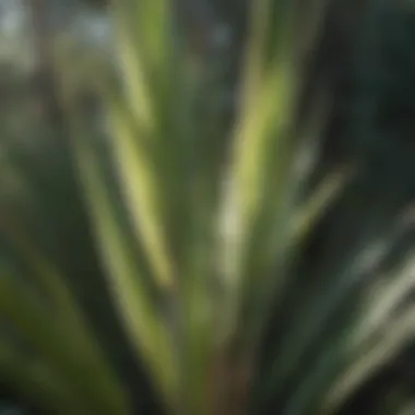 A close-up of a yucca plant showcasing its sharp, sword-like leaves
