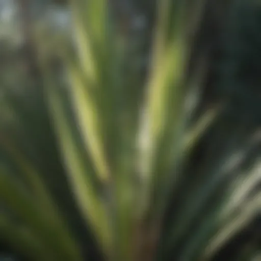 A close-up of a yucca plant showcasing its sharp, sword-like leaves