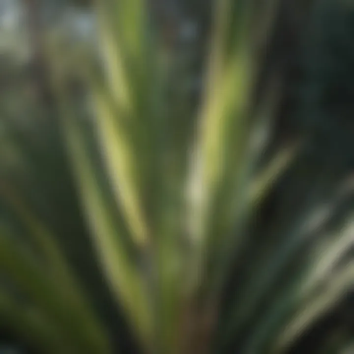 A close-up of a yucca plant showcasing its sharp, sword-like leaves
