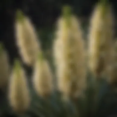 An artistic arrangement of yucca flowers blooming in a vibrant display