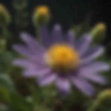 Close-up of a rare wildflower species with intricate details