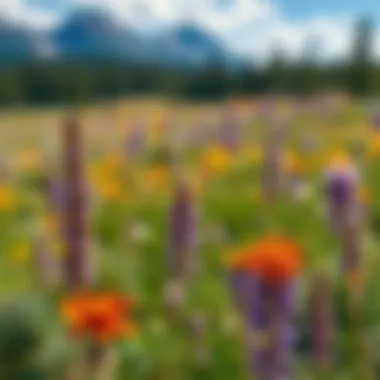 Montana landscape showcasing diverse wildflower habitats