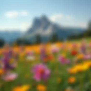 Vibrant Montana wildflower field in full bloom