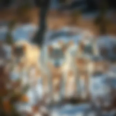 Arctic Wolves in the Tundra A pack of Arctic wolves in their tundra habitat