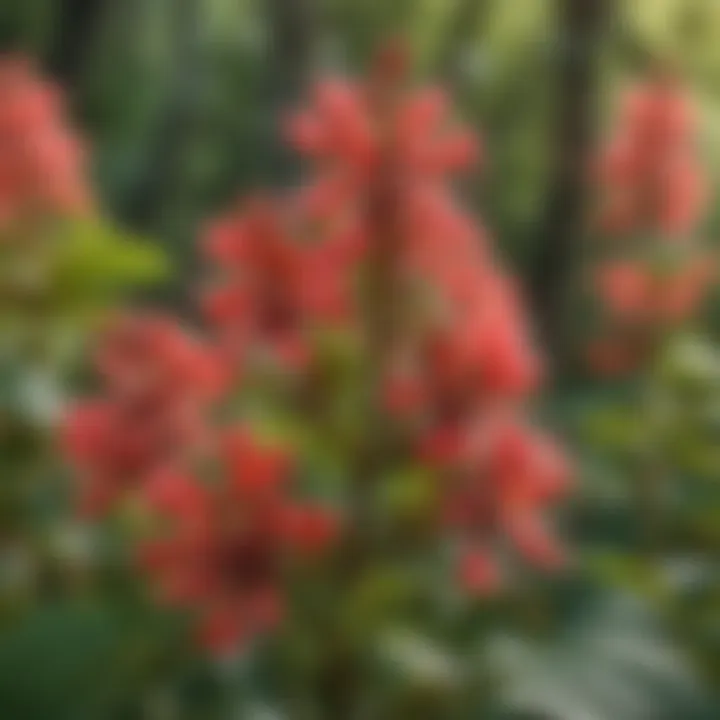 Close-up view of dwarf red buckeye flowers in bloom