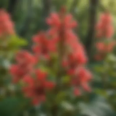 Blossoming Flowers of Dwarf Red Buckeye Close-up view of dwarf red buckeye flowers in bloom