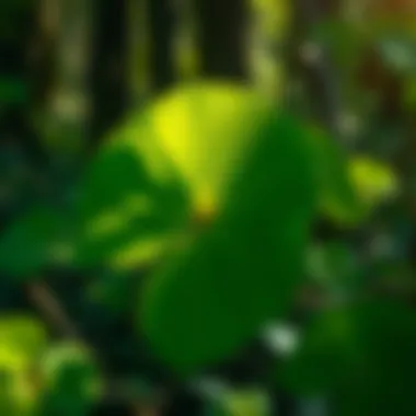 Aesthetic Qualities of the Round Waxy Leaf Plant Artistic representation of the round waxy leaf plant emphasizing its aesthetic qualities.