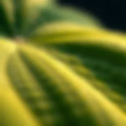 Close-up view of the round waxy leaf showcasing its unique texture and color.