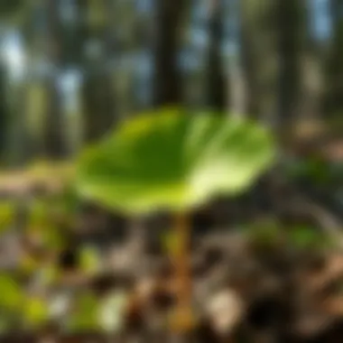 Round Waxy Leaf Plant in Natural Habitat The round waxy leaf plant thriving in its natural woodland habitat.