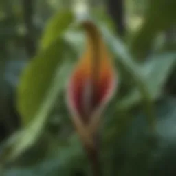 Close-up of Jack-in-the-Pulpit flower showcasing its unique structure