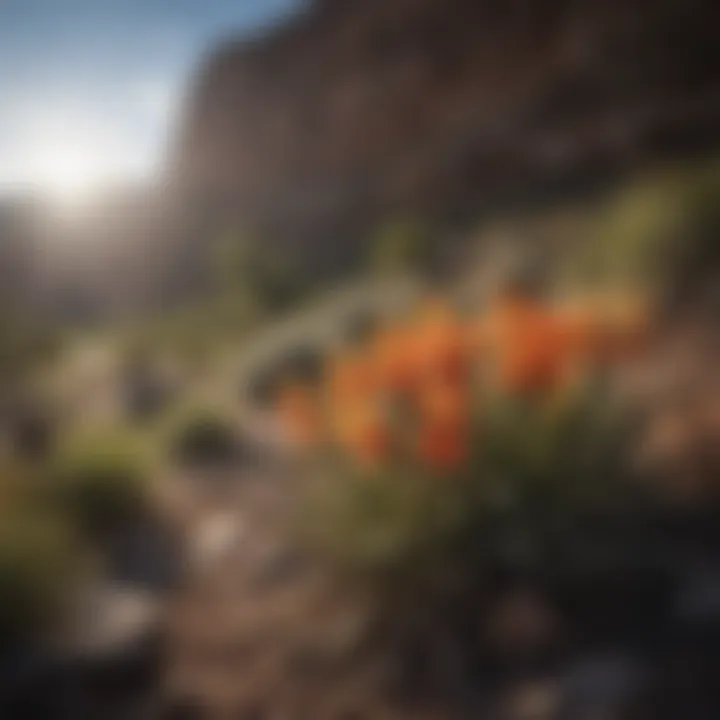 Close-up of diverse flora thriving in the Flaming Gorge region, illustrating its rich biodiversity.