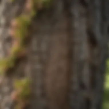 A detailed look at the bark and leaves of the flowering plum tree, illustrating its unique texture and growth patterns.